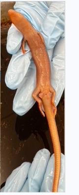 <p>What species is this</p>