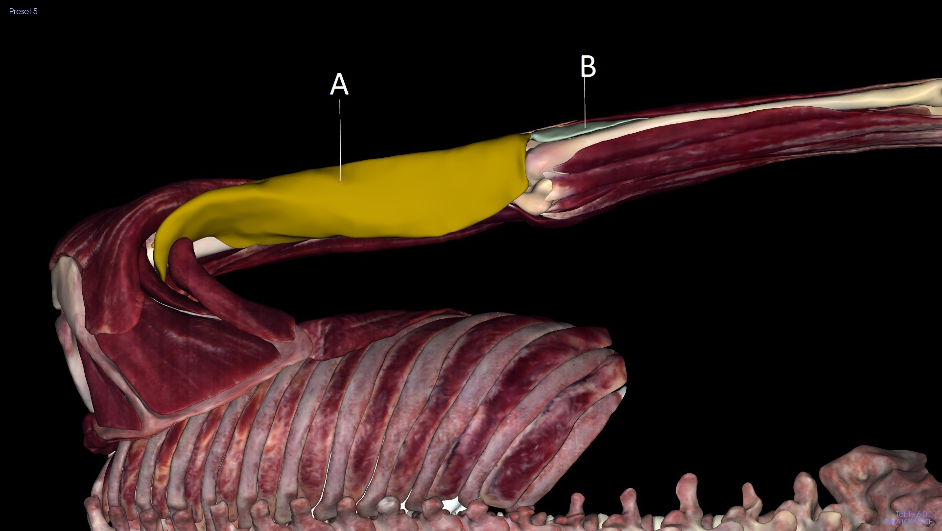 <p>B</p>