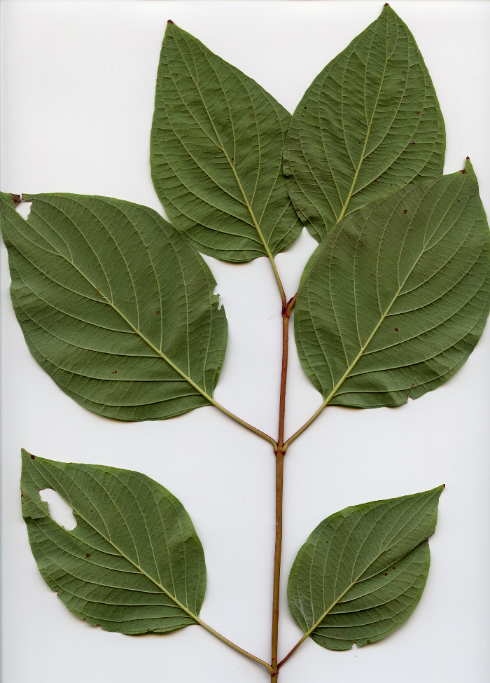<p>two leaves per node</p>
