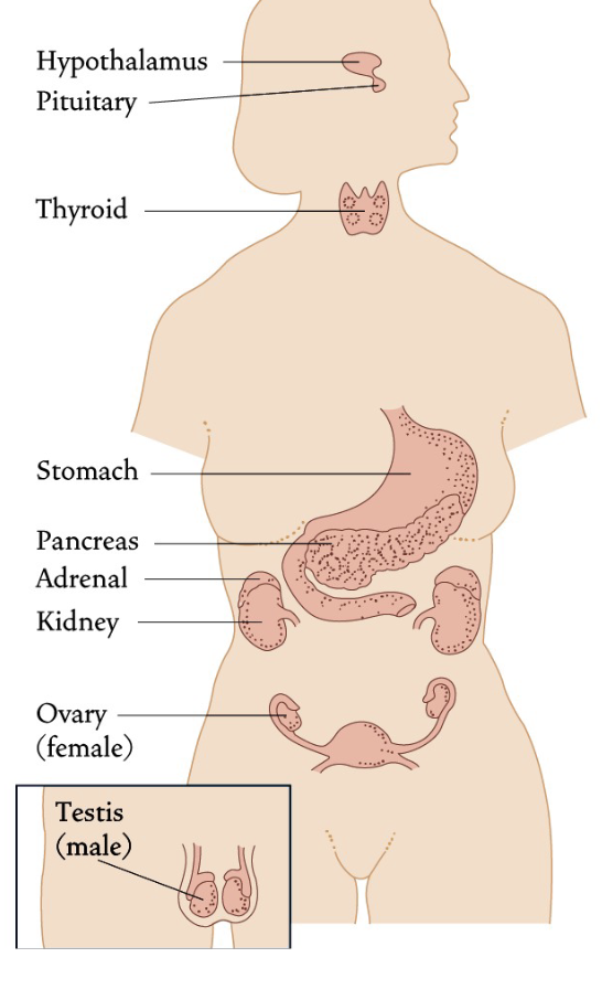 <ul><li><p>The endocrine system links the brain to organs that control body metabolism, growth and development, and reproduction</p><ul><li><p>Growth and development: Estradiol and testosterone active during utero</p></li></ul></li><li><p>Its mode of communication is via hormones</p></li><li><p>Hormones are chemical messengers that are released into the bloodstream or tissue fluid affecting target cells some distance away</p><ul><li><p>Ex: Hormones produced in brain → gonads</p></li></ul></li></ul><p></p>