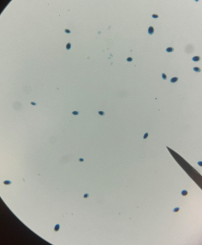 <p>little dots with two antennas</p>