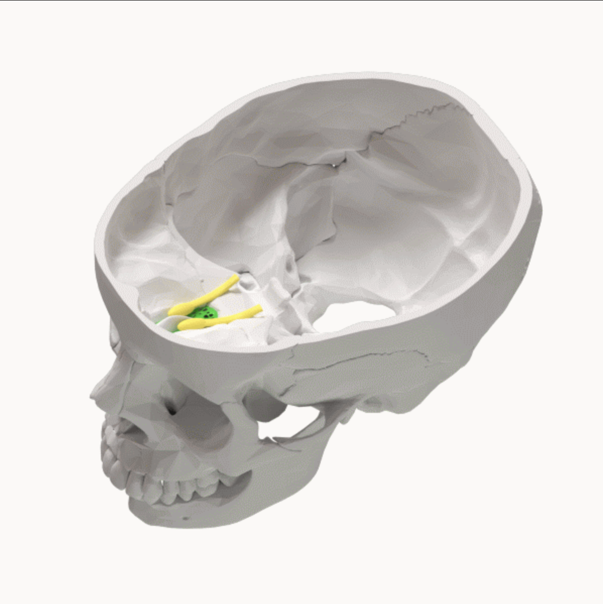 <p>Lateral to crista galli, numerous holes for passage of olfactory nerves, nasal cavity to brain</p>
