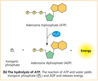 <p><span><span>A small amount of energy is needed to break bond holding last phosphate on but lots of energy given out when that ion then takes part in further reactions making bonds.</span></span></p>
