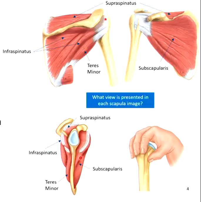<ul><li><p>attach to the head of the humerus, to the greater and lesser tubercules, rapping around the glenohumeral joint for support</p></li><li><p>supraspinatus (above the spine of the scapula)</p></li><li><p>infraspinatus</p></li><li><p>teres minor</p></li><li><p>subscapularis </p></li></ul><p></p>