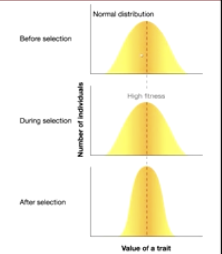 <p>decreases variation and stabilizes the mean of trait in a population around a particular usually optimal value </p>