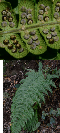 <p>Geef het geslacht.</p>