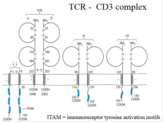 <p>nee, daarom: TCR-CD3 complex:</p><ol><li><p>TCR: alfa+bèta (of soms delta+gamma)</p></li><li><p>CD3 = eiwit rond TCR, bestaat uit 6 peptidenketens die 1 complex vormen → lange cytoplasmatische staarten, zorgen voor signaaltransductie</p><ol><li><p><span>γε</span></p></li><li><p><span>εδ</span></p></li><li><p><span>ζζ → ITAM (Immunoreceptor Tyrosine Activation Motifs)</span></p></li></ol></li></ol><p></p><p></p>