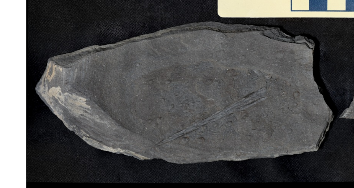 <p>Silt-sized particles (<0.06mm) embedded in clay matrix, characterized by breaks along parallel layering or bedding <1cm thick. Most common sedimentary rock.</p>