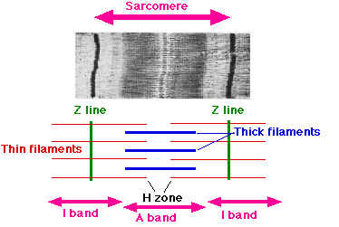 <p>The region of a sarcomere that contains thick myofilaments (myosin) and appears darker under a microscope. It is involved in muscle contraction. </p>