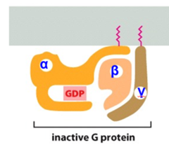 <p>The ligand or signal molecule binds to the GCPR, thus leading to a conformational change. The GCPR-ligand conformational change becomes the Guanine Exchange Factor (GEF) for the Trimeric G-Protein.</p>