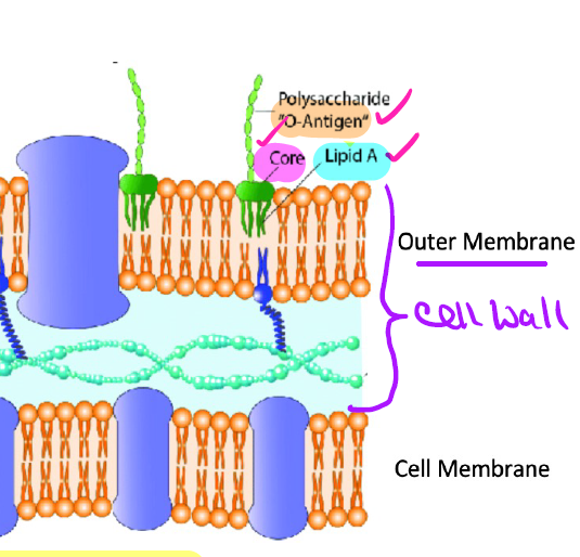 <ol><li><p><strong>Lipid A</strong> — embedded into cell wall's outer membrane; functions as a toxin</p></li><li><p><strong>Core polysaccharide</strong> — joins Lipid A & O polysaccharide</p></li><li><p><strong>O polysaccharide</strong> — sticks out; functions as an antigen ("O antigen," acts as a surface marker); helps distinguish between subspecies/strains (ex: <em>E. coli</em> O157:H7 — "O157" = O polysaccharide)</p></li></ol><p></p>