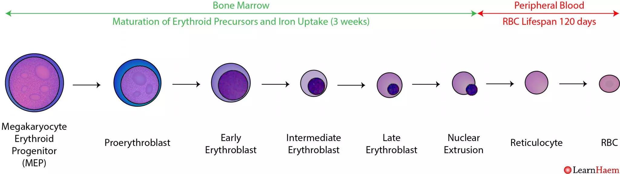 <p>PB in my PORES</p><p></p><p>Proerythroblast/ Normoblast</p><p>Basophilic erythroblast</p><p>Polychromatic erythroblast</p><p>Orthochromatic erythroblast</p><p>Reticulocyte</p><p>Normal RBC</p>