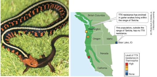 <ul><li><p>Trade-offs balance costs and benefits in the evolution of adaptations.</p></li><li><p>Case Study: Garter Snakes</p><ul><li><p>When garter snakes consume rough-skinned newts, a toxin kills them</p></li><li><p>Certain snakes have evolved to not die from the toxin by means of a modified sodium channel that resists the toxin</p><ul><li><p>The benefit: They are resistant to the toxin</p></li><li><p>The cost: They generally move more slowly than non-resistant snakes, especially after consuming a newt.</p></li><li><p>The result: Because the resistant snakes are slower, they are more susceptible to predation, which overrides the benefit of being resistant to the toxin. This resistance is therefore selected against.</p></li></ul></li></ul></li></ul><p></p>