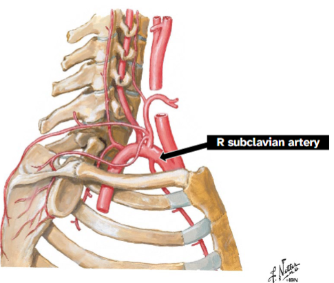 <p>Branches of aortic arch (left) or brachiocephalic trunk (right)</p><p>Divides into 3 parts by its relationship to the anterior scalene muscle</p>