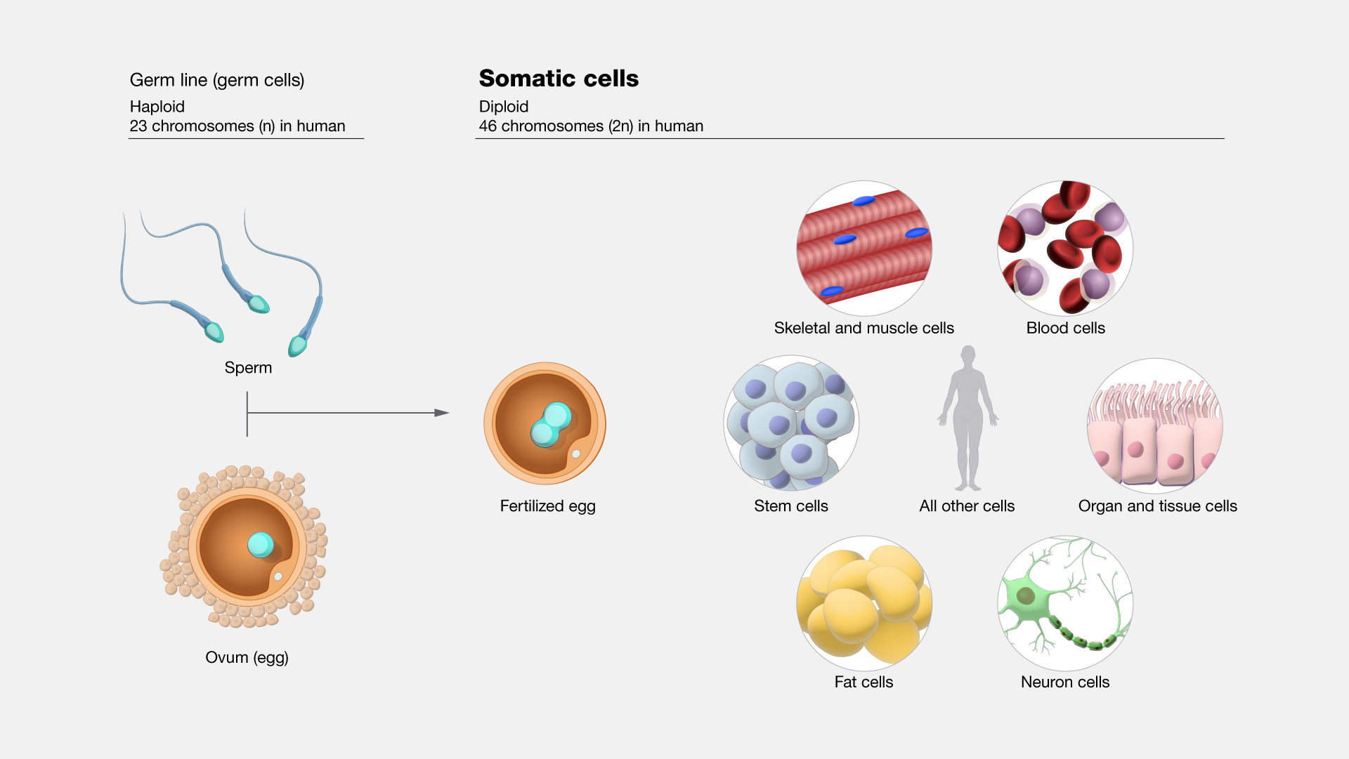 <p><strong>Somatic cells </strong></p><ul><li><p>body cells that divide via mitosis</p></li></ul><p><strong>Germ cells</strong></p><ul><li><p>produce gametes via meiosis</p></li></ul><p></p>