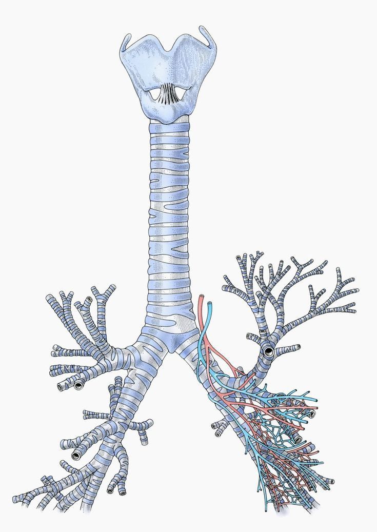 <p>Air passes through the trachea on its way to the lungs</p>