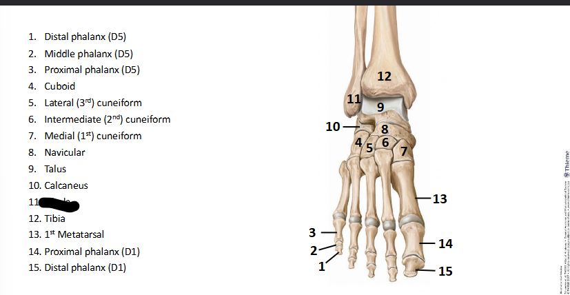 <p>What bone landmark of <strong>Foot?</strong></p>