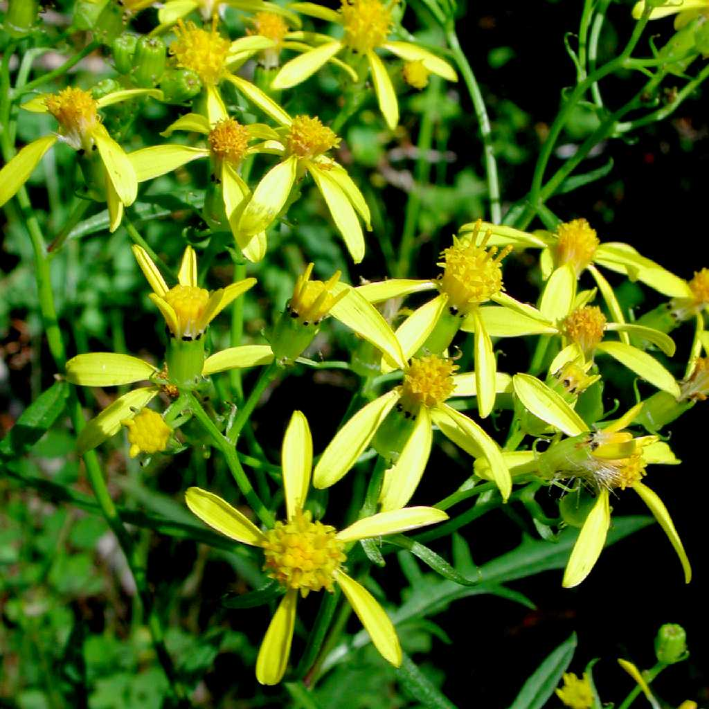 <p>Asteraceae </p><p>MacDougal groundsel</p><p>highly modified disk flowers-look like ray</p><p>phyllaries with red tips</p><p>highly lobed leaves</p><p>known to hurt livestock</p><p></p>