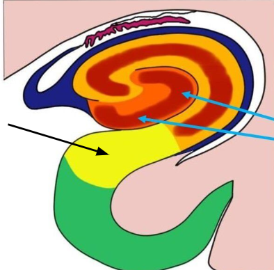 <p>hippocampal formation</p>