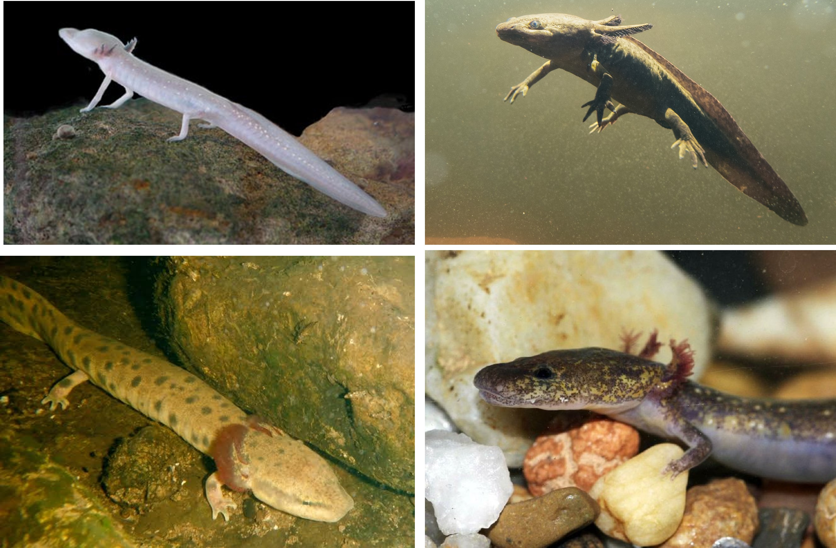 <p>What do these four species of salamanders have in common? </p>