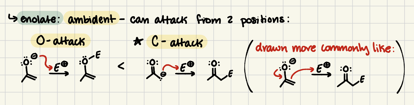 <ul><li><p>deprotonated version of an enol</p></li><li><p>can attack from the oxygen or carbon position</p></li></ul><p></p>