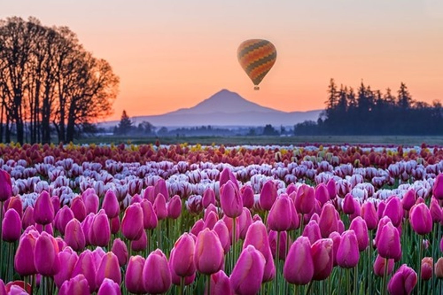 <p>(n. phr): lễ hội hoa tulip</p>