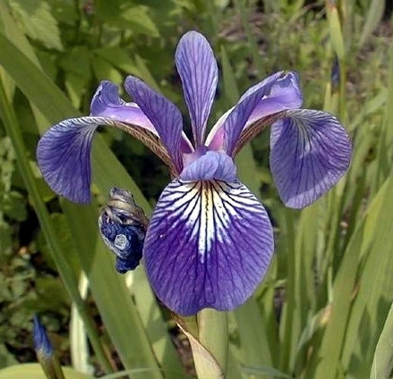 <p>Harlequin Blue Flag</p>