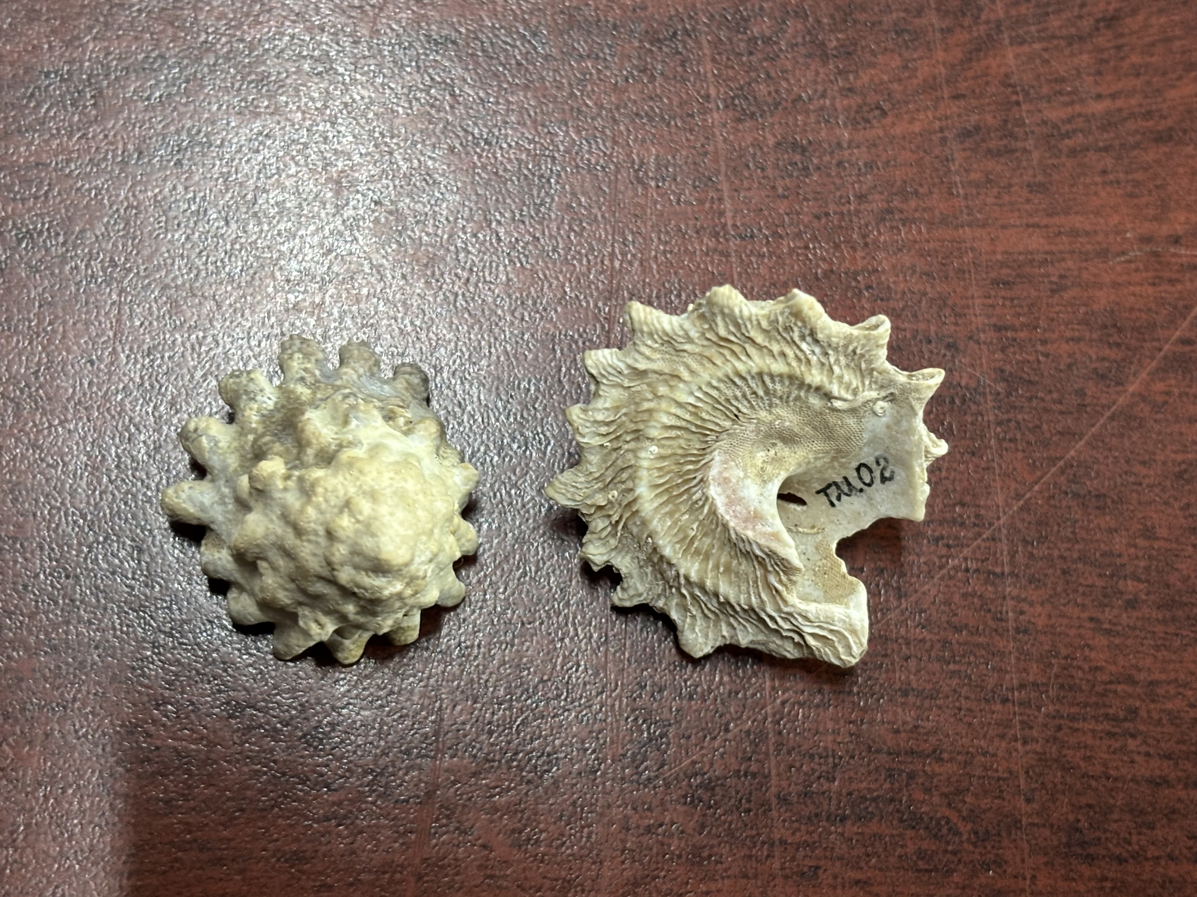 <p><strong>FILO<br>CLASE</strong><br><strong>SUBCLASE</strong><br><strong>FAMILIA</strong><br><strong>GÉNERO</strong><br><strong>NOMBRE COMÚN<br>CARACTERÍSTICAS</strong><br><strong>RÁDULA<br>ALIMENTACIÓN<br>HÁBITAT</strong></p>