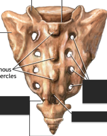 <p>label the structures/areas.</p>