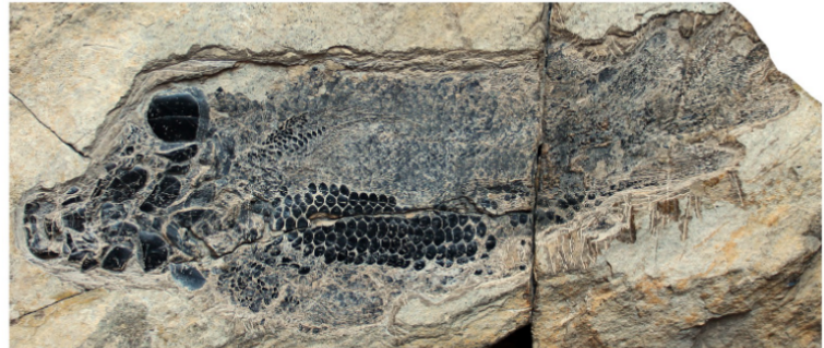 <ul><li><p>middle devonian </p></li><li><p>EU, germany </p></li></ul><p></p>