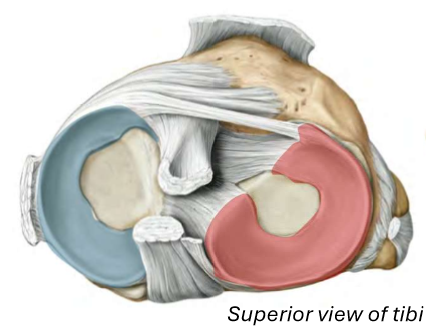 <p>Menisci of Knee</p><ul><li><p>Medial meniscus</p></li><li><p>Lateral meniscus</p></li></ul><p></p>