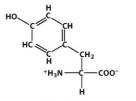 <p>non-essential; essential w/o sufficient uptake of phenylalanine from diet from diet; polar; neutral amino acids; hydroxyl group, allowing it to be phosphorylated; hydroxylated phenylalanine</p><p></p><p>Y</p>