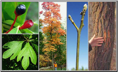 <p>Lauraceae - Sassafras albidum</p>