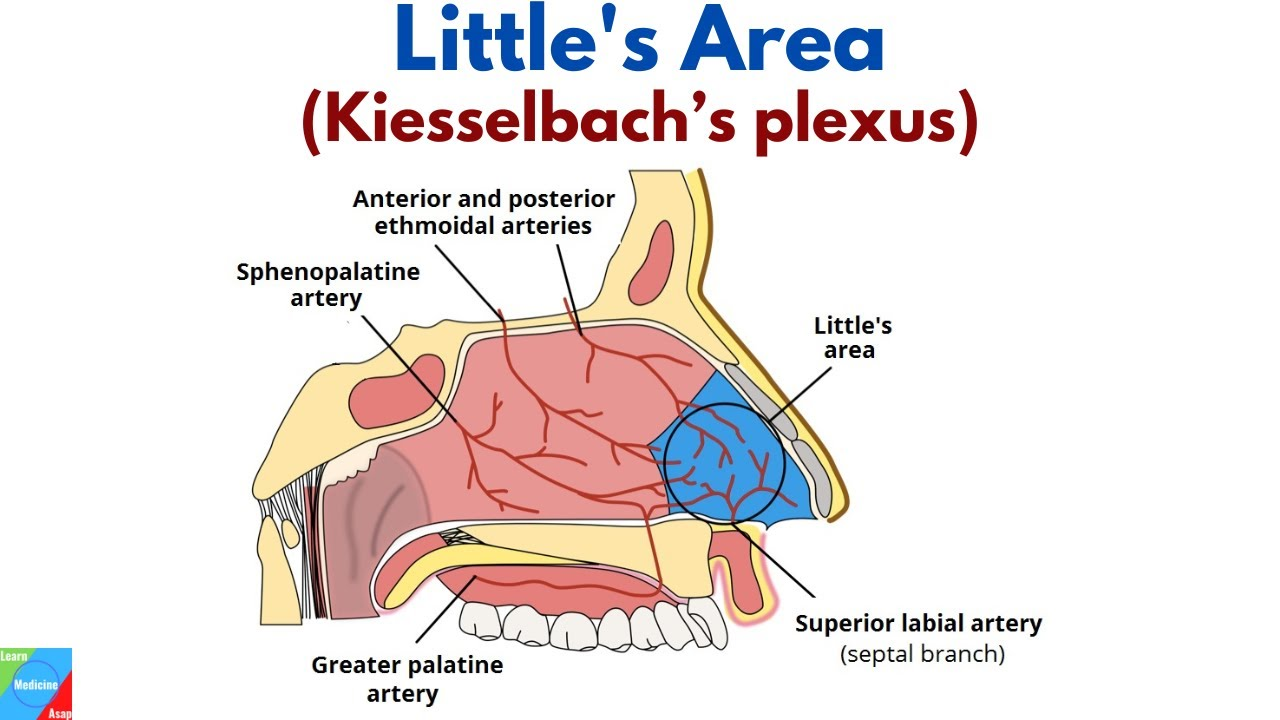 <ul><li><p><span style="background-color: transparent; font-family: "Times New Roman", serif;">Kiesselbach plexus</span></p></li></ul><p></p>