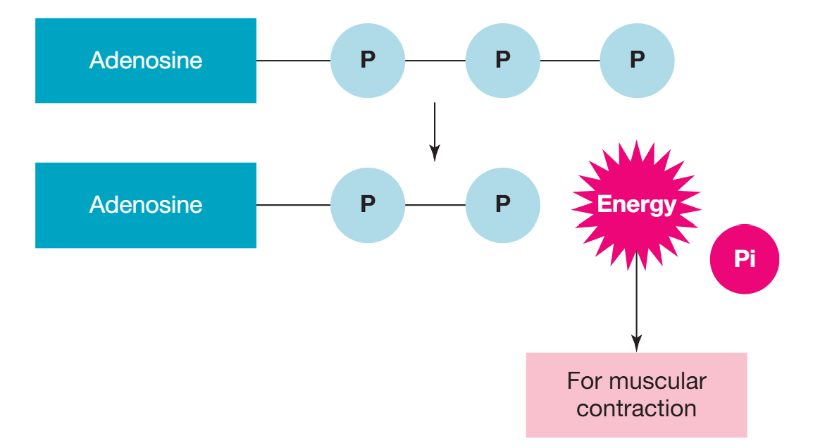 <ul><li><p>ATP (adenosine tri-phosphate) - consists of adenosine connected to a chain of 3 connected phosphate groups. it is a high energy molecule, with high amounts of available energy stored in the chemical bonds that connect phosphate groups. </p></li><li><p>ATP releases energy when it is catabolised (broken down). when catabolised, the bonds between phosphate groups are broken, releasing energy.</p></li><li><p>usually only the outer phosphate is removed. ATP → ADP + Pi (inorganic phosphate) + energy</p></li><li><p>this energy released is then used to power all metabolic process including muscular contraction → ATP is known as the body’s ‘energy currency’</p></li></ul><p></p>