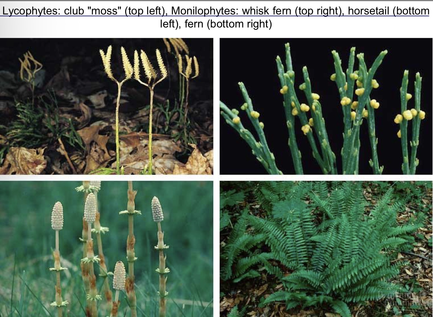 <p>Clade</p><p>Ferns, whisk ferns, horsetails</p>