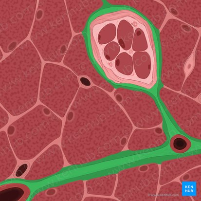 <p>Surrounds fascicle</p>