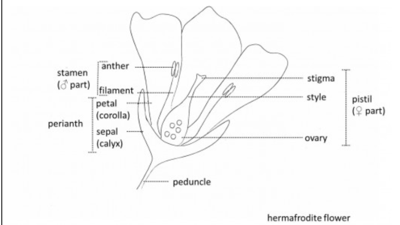 <p>Label the diagrams of this hermaphroditic plant</p>