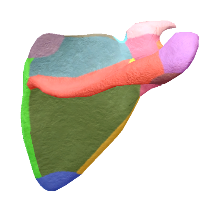 <p>orange, posterior side</p>