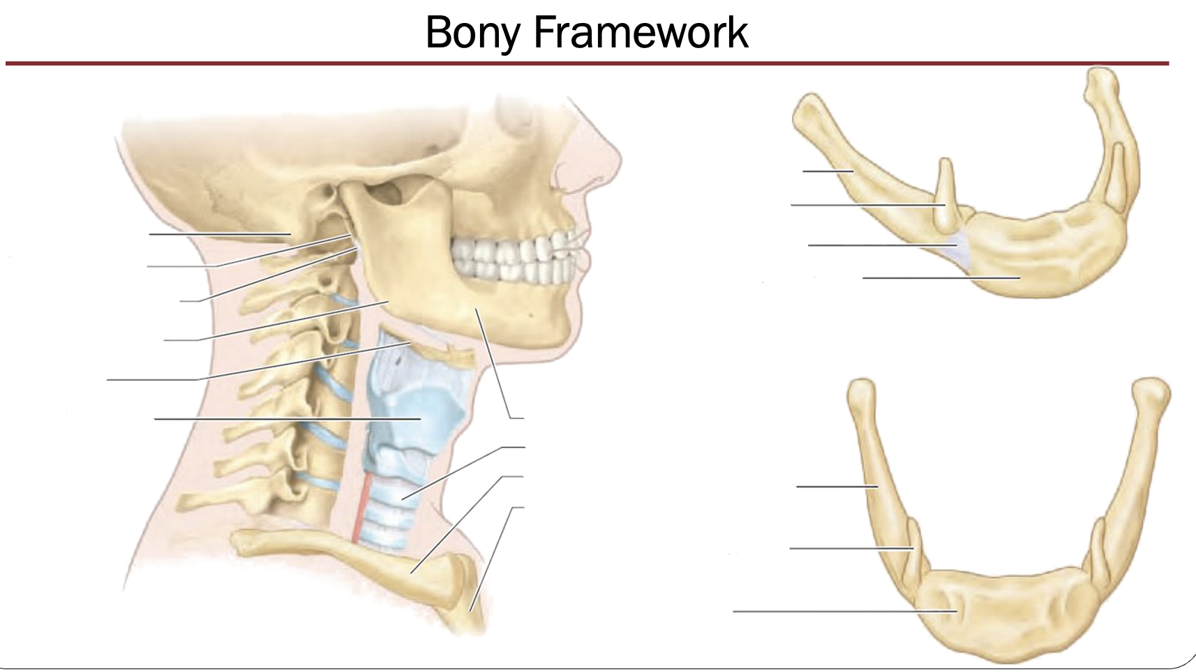 <p>Bony framework</p>