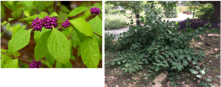 <p>American Beautyberry (C. a)</p>