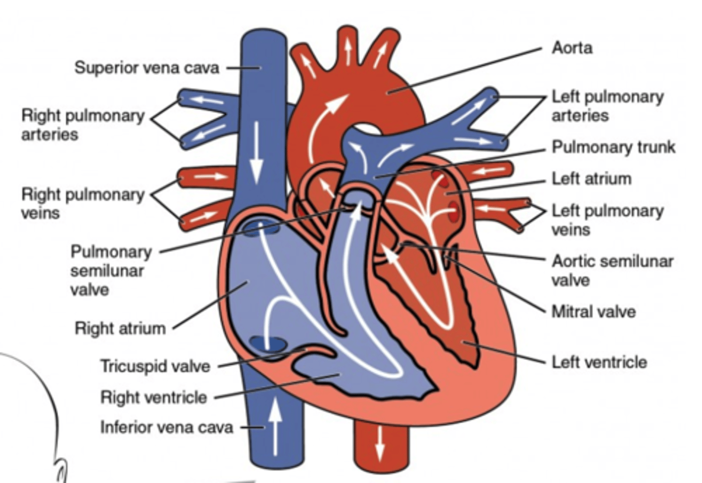 <p>pulmonary semilunar valve</p>