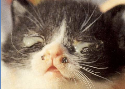 <p>Neonatal what condition is when an infection develops beneath fused eyelids? This requires them to be prematurely opened and the infection treated, otherwise blindness and scarring will occur. The lids should be manually separated, not cut. The fornix is flushed and topical antibiotics and lubricants are applied.</p>