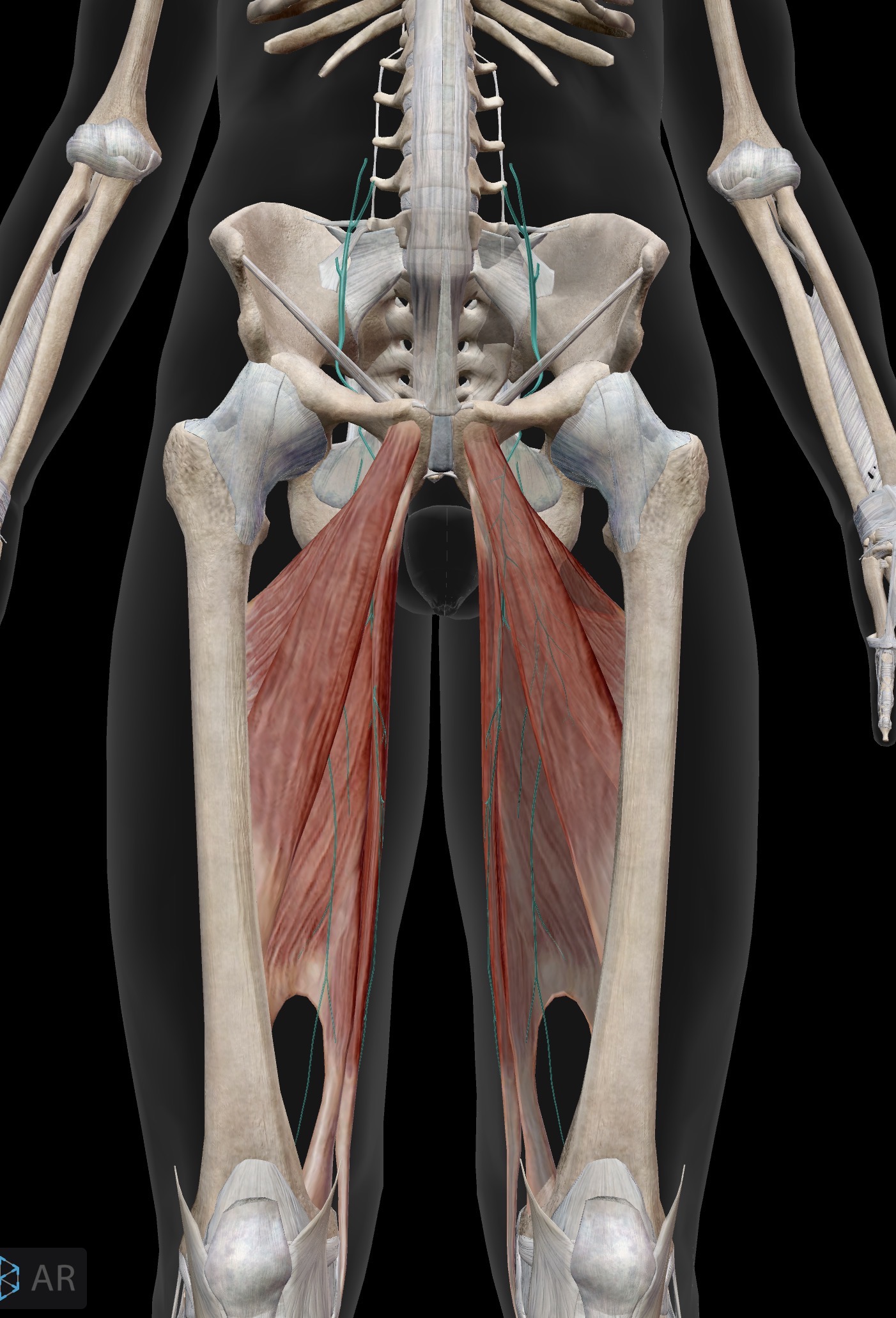 <p>Obturator nerve</p>