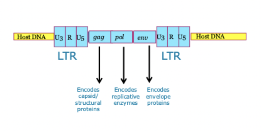 <p>LTRs</p><ul><li><p>flank the viral genes</p></li><li><p>contain promotor and enhancer </p></li><li><p>control viral gene transcription </p></li></ul><p></p>