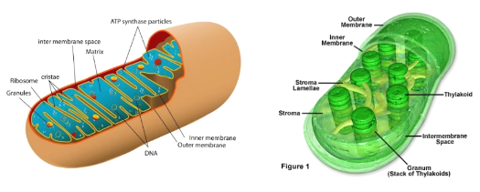 <p>Proposed by Lynn Margulis</p><p>States that the <strong>mitochondria </strong>and <strong>chloroplasts </strong>developed from <strong>free-living cells </strong>that were engulfed by early eukaryotes</p>
