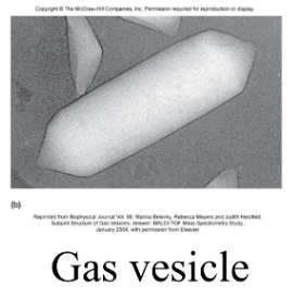 <p>gas vacuole</p>