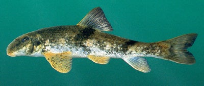 <p>What is the scientific name for Alabama Hog Sucker?</p>
