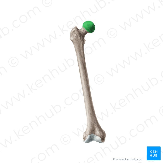 <p>The rounded proximal end of the femur that fits into the acetabulum of the pelvis, crucial for hip joint articulation. </p>
