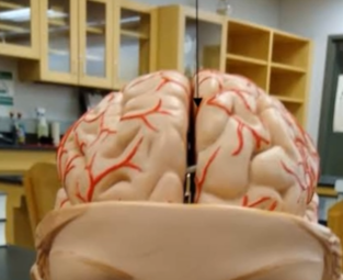 <p>What is the fissure that separate the hemispheres of the brain?</p>